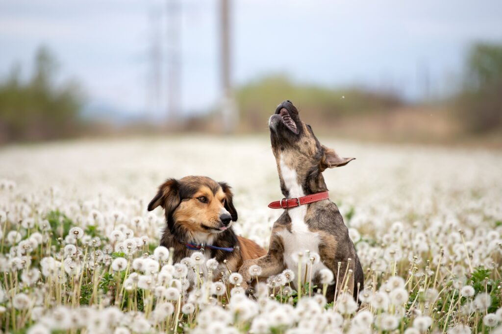 Dogs in magic dandelion meadow.